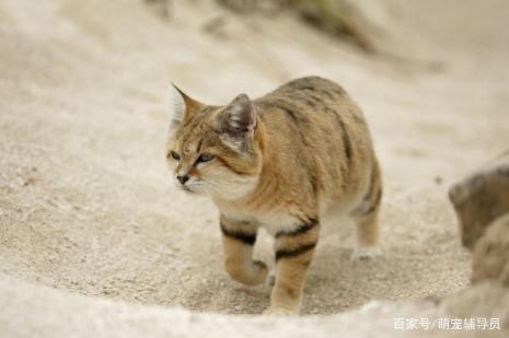 荒漠猫会不会自己挖洞