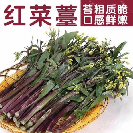 10月份有红菜苔嘛