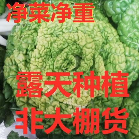 黄心乌和黄心菜是一种菜吗