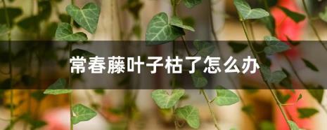 紫藤叶尖干枯怎么回事