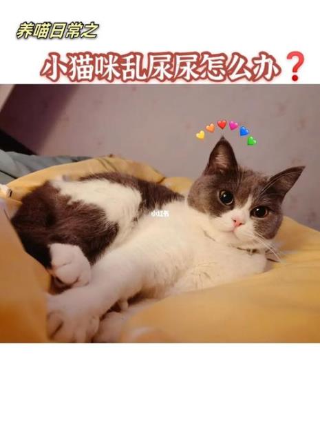 猫咪不关笼子乱尿