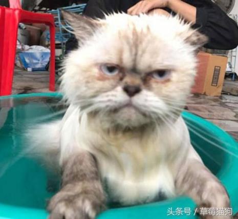 猫咪内驱后多久洗澡