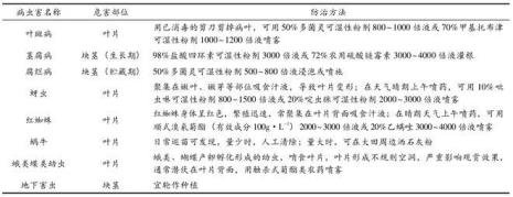 九月菊喷洒多效唑的技术