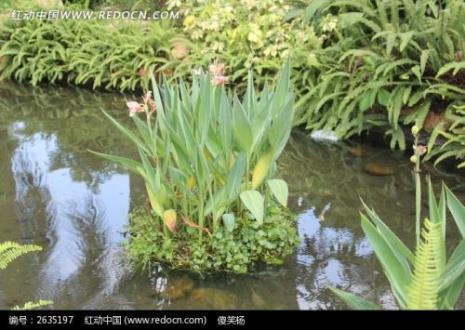 水里长的棒棒是什么植物