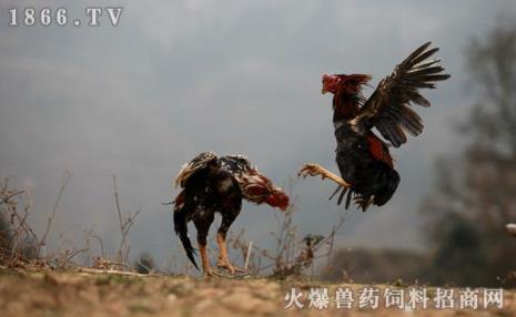 世界上第一只斗鸡怎么诞生