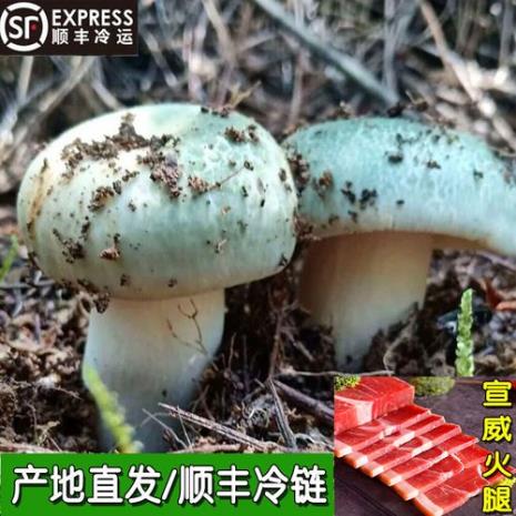 青头菌青杠菌有什么营养价值