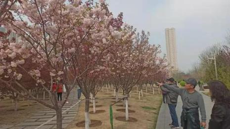 太原圪僚沟樱花今年什么时候开