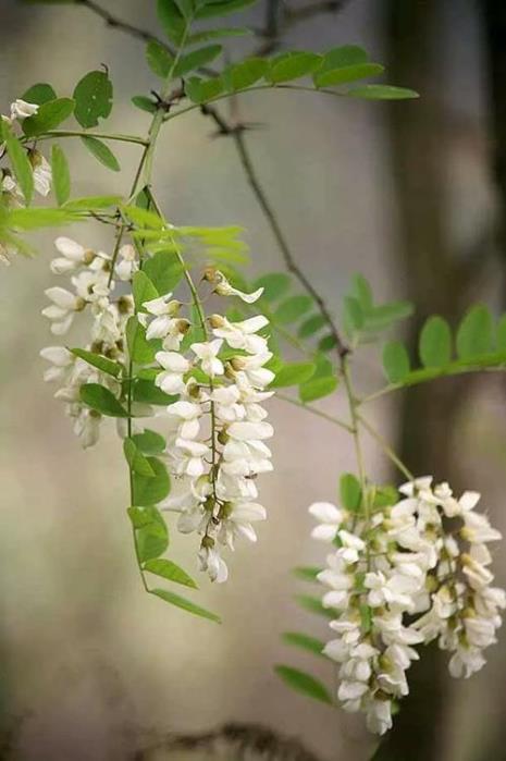 城市国槐为什么七八月份开花