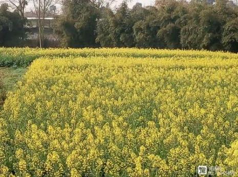 油菜花和菜籽花一样吗