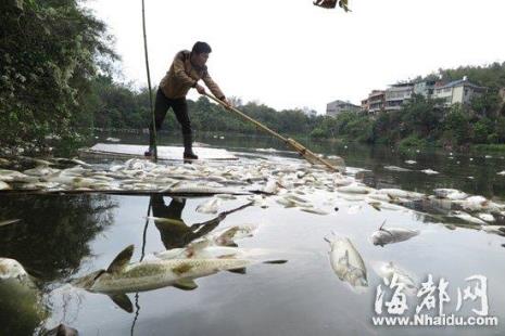 鱼塘进粪水怎么办