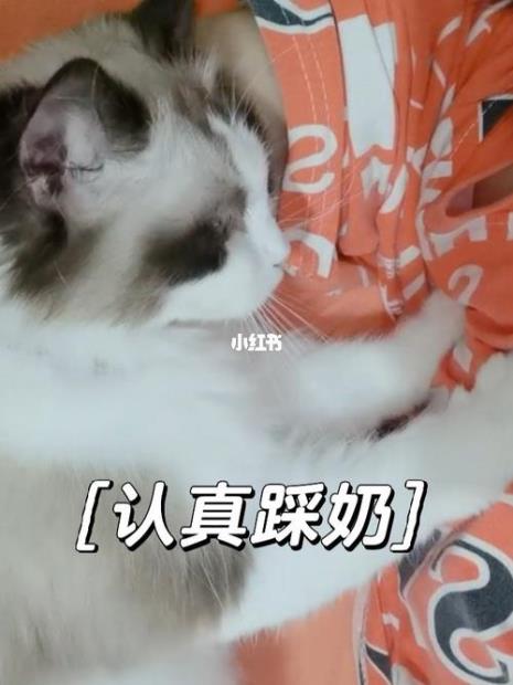 猫猫为什么会对人踩奶