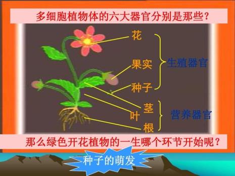 种子植物包括什么和什么