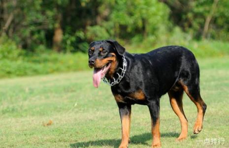 罗威纳犬智商排名