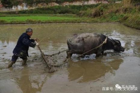 一牛一人犁耕法