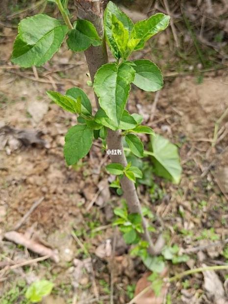 樱花嫁接成樱桃方法