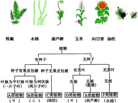 种子植物的特征是什么