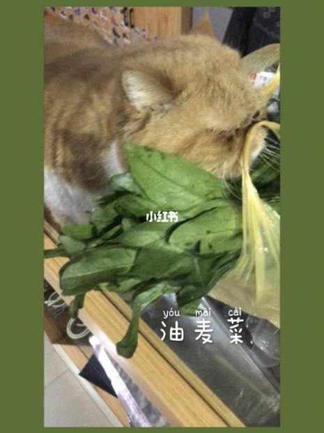 三个月的猫咪可以吃哪些蔬菜