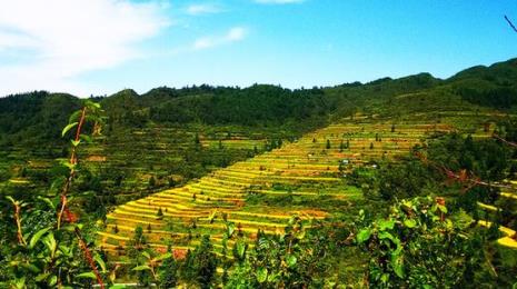 山坡地种植什么效益好