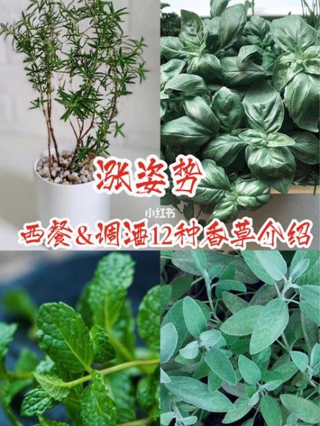 煎牛排的草叫什么