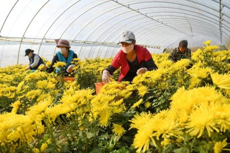 菊花种植方法