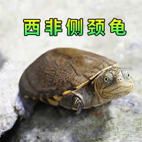 乌龟的头用来干什么