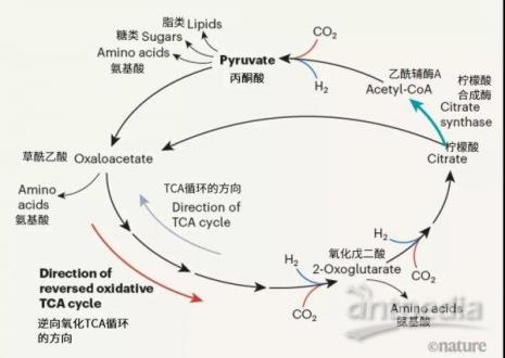 tca循环是三羧酸循环吗