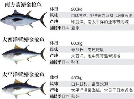 金枪鱼捕捞标准