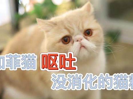 猫吐了还没有精神是怎么回事