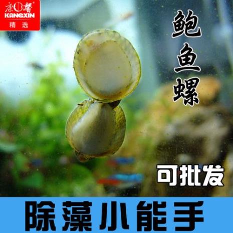 军帽螺与鲍鱼螺区别