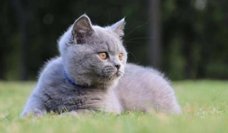 野猫的智商有多高