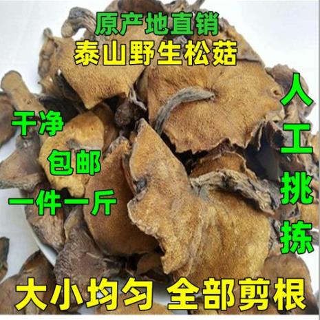 为何松蘑不能新鲜时使用