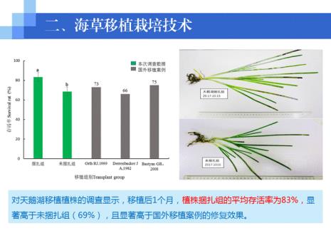 海草的分类与分布是什么