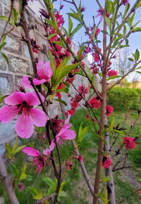 小桃花花语