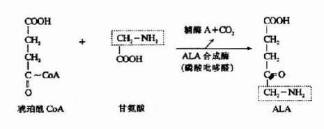 脂肪酸辅酶A怎么进入线粒体