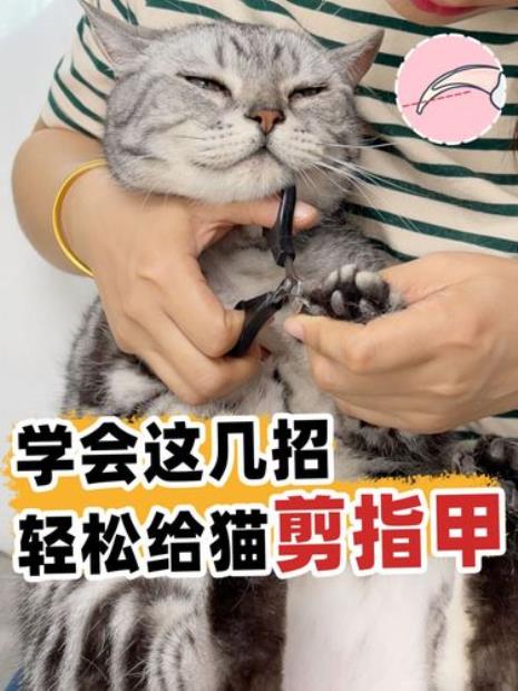 猫咪怎么剪指甲不分叉