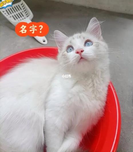 小猫名字咪什么大全