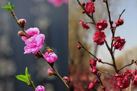 梅花压枝多粗为好