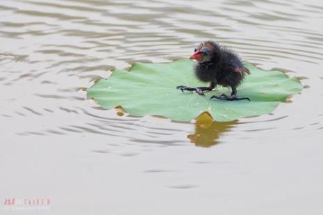 小水鸡仔怎么养