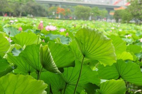 洪湖公园荷花开放时间