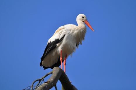 青鹳是什么鸟