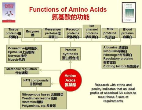 玻璃氨基酸的作用