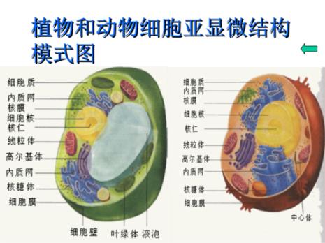 什么是细胞中最大的结构