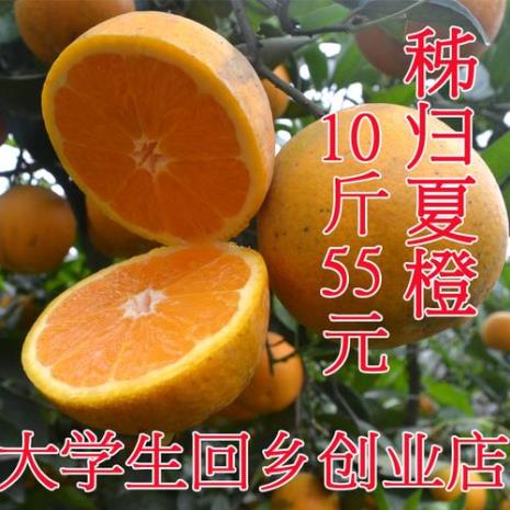 夏橙新品种伦晚介绍