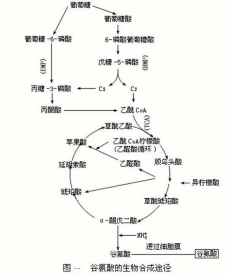 三羧酸循环使用方法