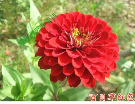 花种又叫什么