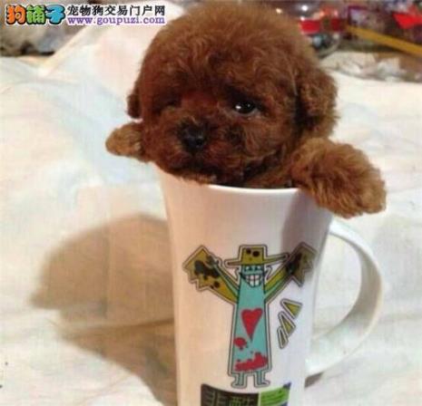 茶杯犬来历