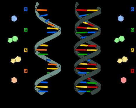 碳基生物什么时候学