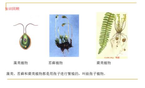 孢子植物和种子植物有什么区别