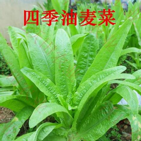 油麦什么季节最贵