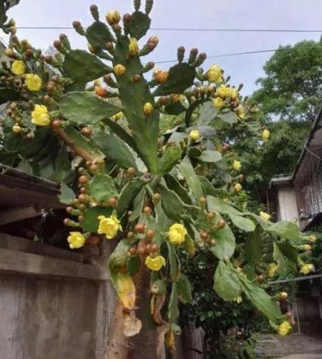 仙人掌也会开花下一句